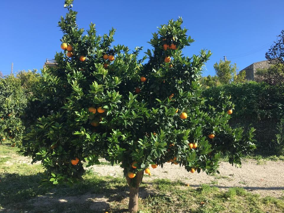 Tenuta Lanza Il Mulino Acquaviva Platani Eksteriør bilde